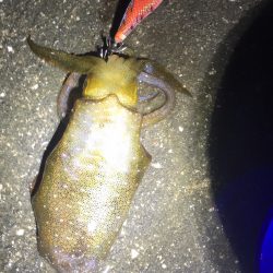 アジングエギング