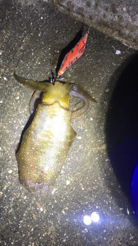 アジングエギング