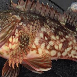 ひさびさガシラ