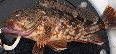 ひさびさガシラ