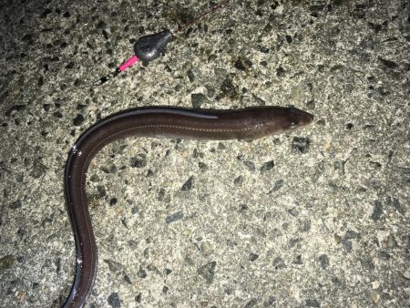 アナゴの数釣り