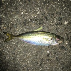 アジングとサビキ