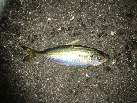 アジングとサビキ