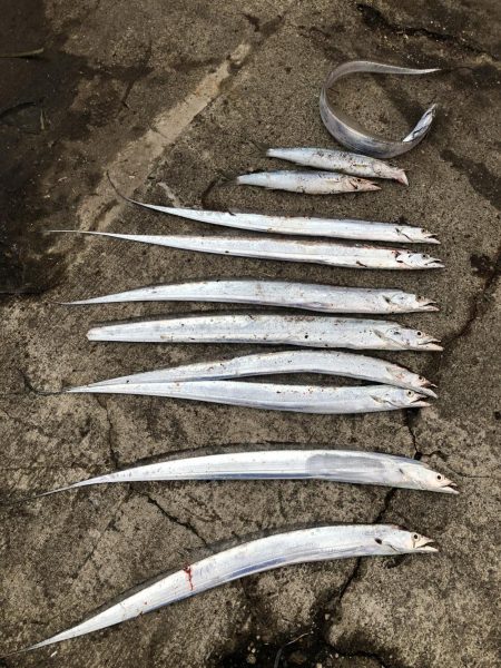 亀浦観光港タチウオとカマス時々シイラ