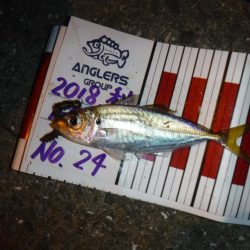 アジはまだ小さい