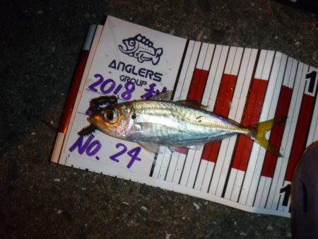 アジはまだ小さい