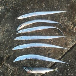 粟津導流堤でサゴシ