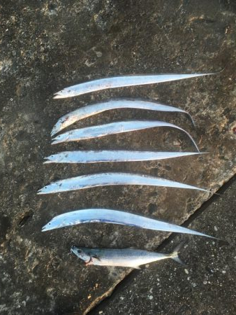 粟津導流堤でサゴシ