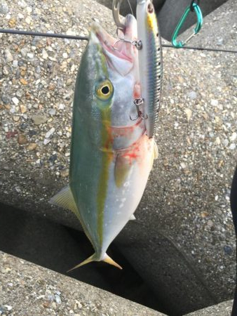 今日も釣れて嬉しい！