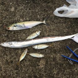 タッチー狙いが