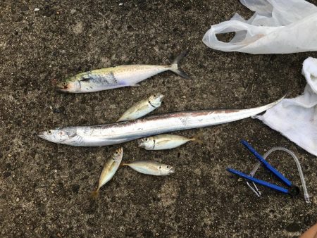 タッチー狙いが