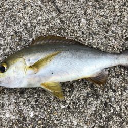 神谷荘さんでカゴ釣り