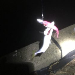 湾奥タチウオまだおらん