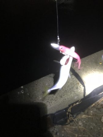 湾奥タチウオまだおらん