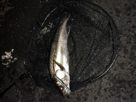 いざリベンジへ