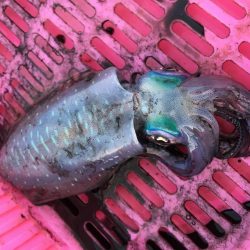 朝短時間フィッシング