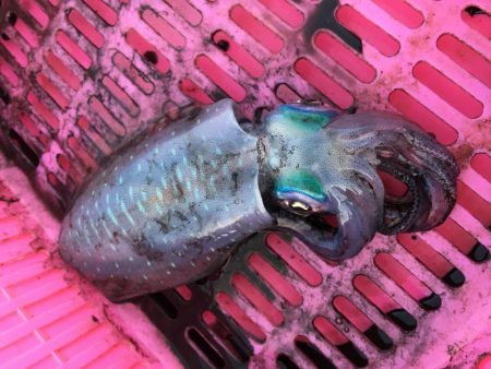 朝短時間フィッシング