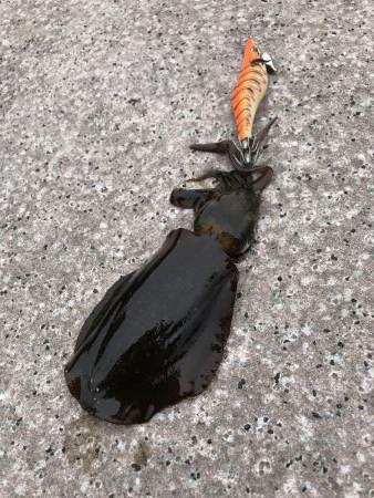 今年はだめだぁ