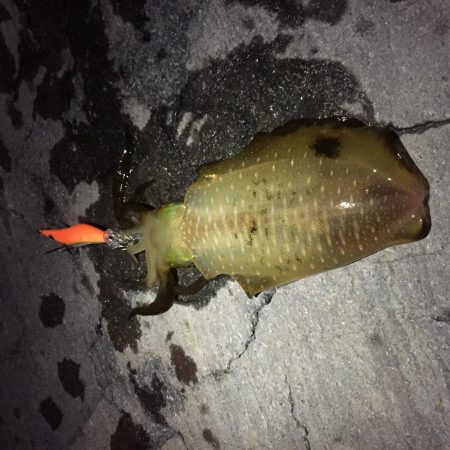 どこも人のわりにはしぶい感じ