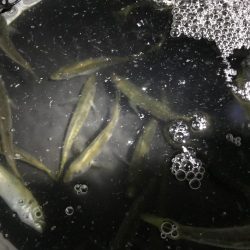 活きアジでアオリイカとタチウオ‼︎