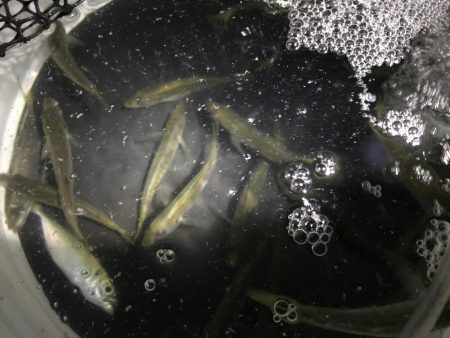 活きアジでアオリイカとタチウオȃ…