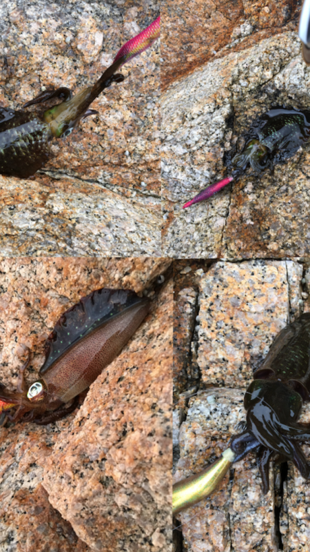 雨上がりのエギング