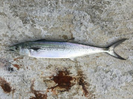 ショアジギングエギング