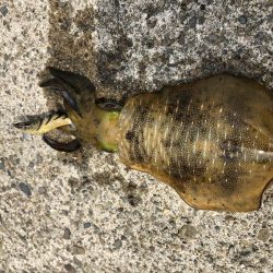 帰省釣行（湯の児）