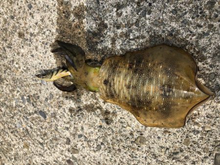 帰省釣行（湯の児）