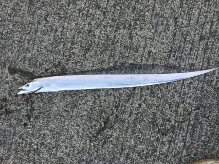 タチウオウキ釣り