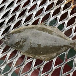 サビキからの‥