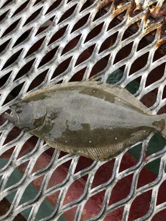 サビキからの‥