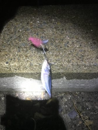 マイポイントタチウオ調査