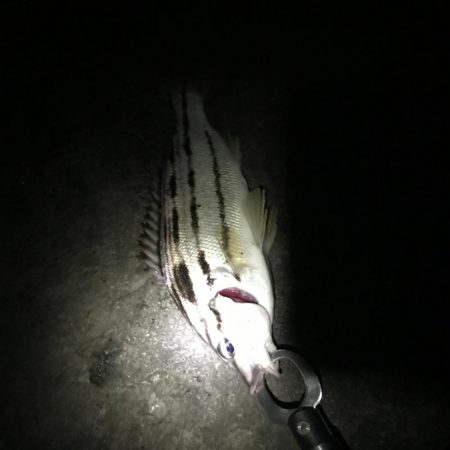 フカセ最高です！