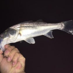 今夜はチーバスのみ、、