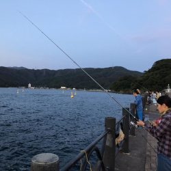 サゴシが釣れました！