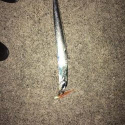 えっ？青物は？