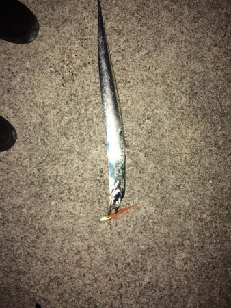 えっ？青物は？