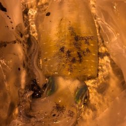 アオリ、チィチィイカ