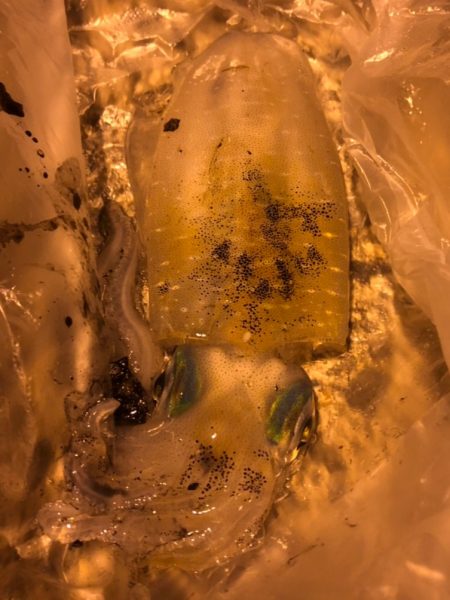 アオリ、チィチィイカ