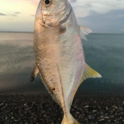 ショアジギング