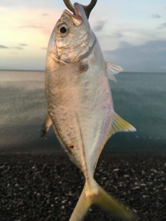 ショアジギング