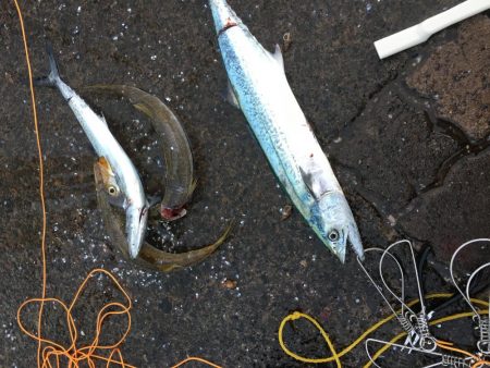 朝からのライトショアジギング