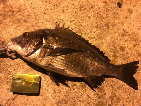 シーバス釣りでチヌ