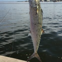 初サゴシ&タチウオ