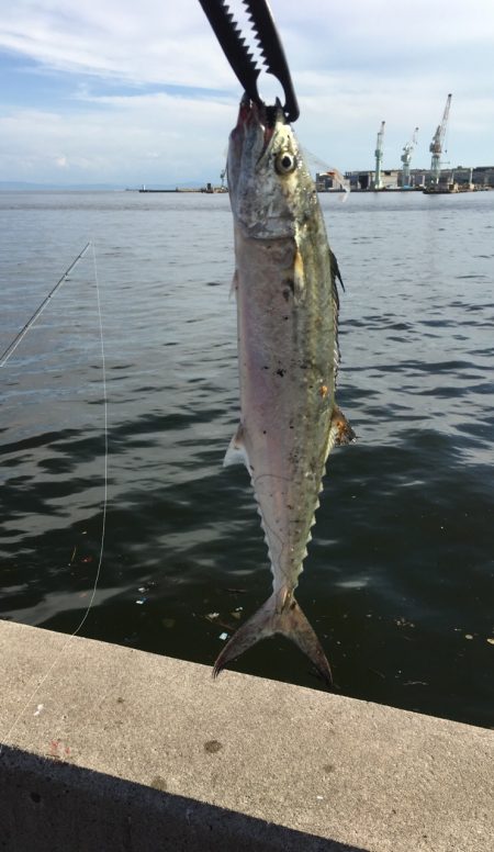 初サゴシ&タチウオ