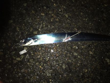 久々のタチウオ。