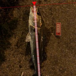 シーバスの季節