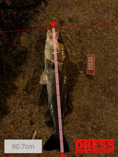 シーバスの季節