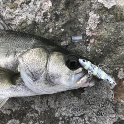 シーバス（エギングの片手間に）